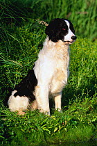 English Springer spaniel dog {Canis familiaris} Wisconsin, USA