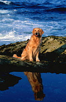 Golden retriever dog sitting on sea shore, Maine, USA