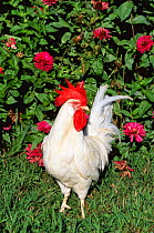 Domestic chicken, white minorca rooster {Gallus gallus domesticus} Iowa, USA