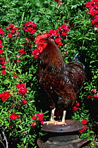 Domestic chicken, gold laced rock rooster {Gallus gallus domesticus} Iowa, USA