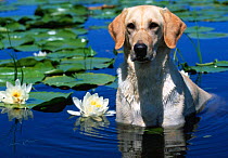 Labrador retriever dog in lake {Canis familiaris} Illinois, USA