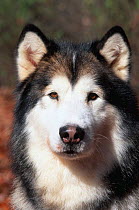 Alaskan malamute dog portrait {Canis familiaris} Illinois, USA