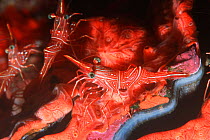 Durban hinge-beak shrimp on red encrusting sponge, Thailand {Rhynchocinetes durbanensis}