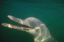 Indo Pacific humpbacked dolphin underwater {Sousa chinensis} Queensland, Australia  (Non-ex).