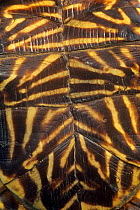 Close up of ventral shell of Ornate box turtle {Terrapene ornata ornata} Illinois, USA