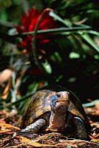 Yucatan box turtle {Terrapene carolina yucatana} captive