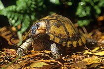 Yucatan box turtle {Terrapene carolina yucatana} captive