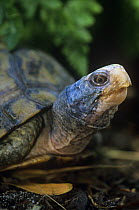 Yucatan box turtle {Terrapene carolina yucatana} head portrait, captive