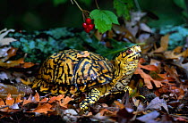 Eastern box turtle {Terrapene carolina carolina} Michigan, USA