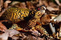 Eastern box turtle {Terrapene carolina carolina} Michigan, USA