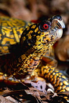 Eastern box turtle, male portrait {Terrapene carolina carolina} Michigan, USA