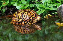 Eastern box turtle in water {Terrapene carolina carolina} Michigan, USA
