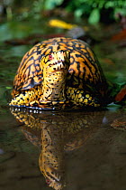 Eastern box turtle male in water {Terrapene carolina carolina} Michigan, USA