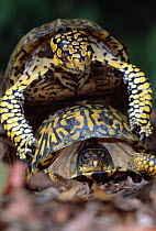Eastern box turtle male mounting female {Terrapene carolina carolina} Michigan, USA
