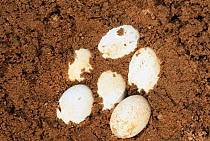 Eastern box turtle {Terrapene carolina carolina} eggs, Michigan, USA