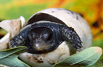 Eastern box turtle hatching from egg {Terrapene carolina carolina} Michigan, USA