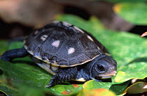 Eastern box turtle hatchling {Terrapene carolina carolina} Michigan, USA