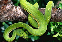 Green tree python {Chondopython viridis} captive, USA