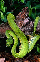 Green tree python {Chondopython viridis} captive, USA