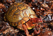 Mexican box turtle {Terrapene carolina mexicana} feeding on earthworm. Mexico