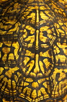 Close up of carapace shell of Eastern box turtle {Terrapene carolina carolina} Michigan, USA
