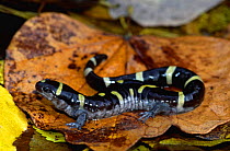 Ringed salamander {Ambystoma annulatum} Missouri, USA