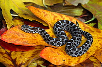 Eastern massasuga rattlesnake juvenile {Sistrurus catenatus catenatus} captive, USA