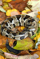 Timber rattlesnake {Crotalus horridus} captive, USA