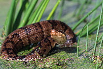 Western cottonmouth / water moccasin snake {Agkistrodon piscivorus leucostoma} Texas, USA