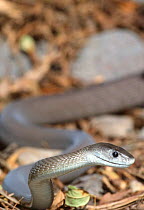 Black mamba snake {Dendroaspis polylepis} captive