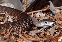 Black mamba snake {Dendroaspis polylepis} captive