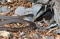 Black mamba snake {Dendroaspis polylepis} captive, from Africa