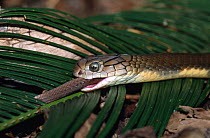 Juvenile King cobra eating another snake {Ophiophagus hannah} captive, from Asia
