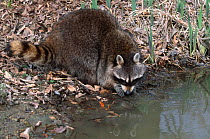 Raccoon searching for crayfish {Procyon lotor} Illinois, USA