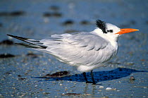 Royal tern, winter plumage {Thalasseus maximus} Florida, USA