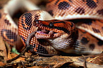 Rainbow boa eating a rat {Epicrates cenchria} captive, from South America