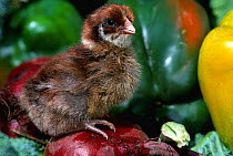 Domestic chicken chick {Gallus gallus domesticus}