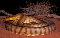 Woma python {Aspidites ramsayi} Moomba Gas fields, South Australia