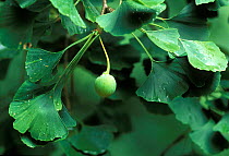 Ginkgo / maidenhair tree leaves and fruit {Gingko biloba} UK