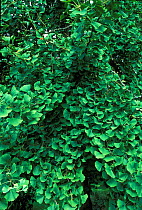 Ginkgo / maidenhair tree foliage {Gingko biloba} UK