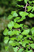Ginkgo / maidenhair tree leaves {Gingko biloba} UK