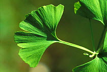 Ginkgo / maidenhair tree, leaf portrait {Gingko biloba} UK