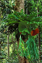Staghorn fern {Platycerium superbum} in rainforest, Fraser Is, Queensland, Australia
