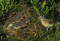 Water pipit at nest with hungry chicks {Anthus spinoletta} Pyrenees, France