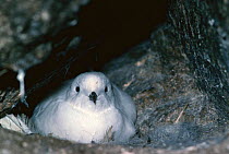 Snow petrel sitting on nest {Pagodroma nivea} Antarctica