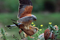 Lesser kestrels mating {Falco naumanni} southern Spain