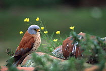 Lesser kestrel male {Falco naumanni} southern Spain