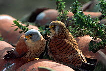 Lesser kestrel male (left) + female {Falco naumanni} southern Spain