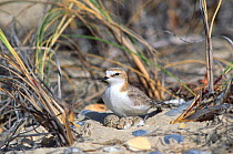 Red capped plover at nest with eggs {Charadrius ruficapillus} Tasmania,