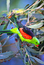 Red winged parrot feeding in tree {Aprosmictus erythropterus} Australia
